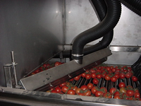 Cherry tomatoes on rack with air knife and hose, air drying them